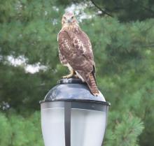 Birdwatchings, September 14, 2024, 09/14/2024, Accessible Birding