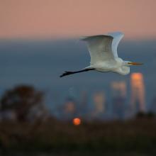 Talks, September 05, 2024, 09/05/2024, Intro to Birding (online)