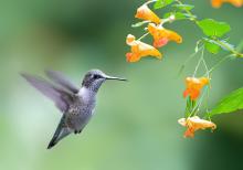 Birdwatchings, September 30, 2024, 09/30/2024, Evening Birding in the Park