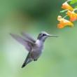 Birdwatchings, September 30, 2024, 09/30/2024, Evening Birding in the Park