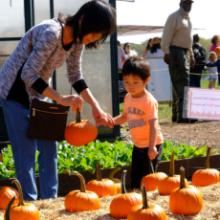 Festivals, September 29, 2024, 09/29/2024, Harvest Festival