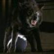 Films, October 29, 2024, 10/29/2024, Wolfen (1981): Supernatural Thriller