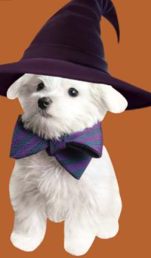 Festivals, October 26, 2024, 10/26/2024, Dog Costume Contest