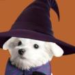 Festivals, October 26, 2024, 10/26/2024, Dog Costume Contest