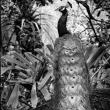 Opening Receptions, November 01, 2024, 11/01/2024, In Nature's Realm: Black and White Photography